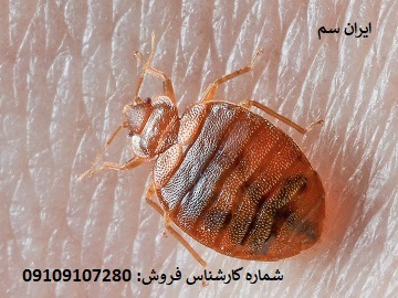 سم ساس آلمانی