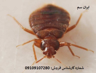 خلاص شدن از شر ساس